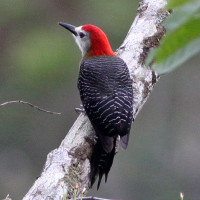 Jamaican Woodpecker